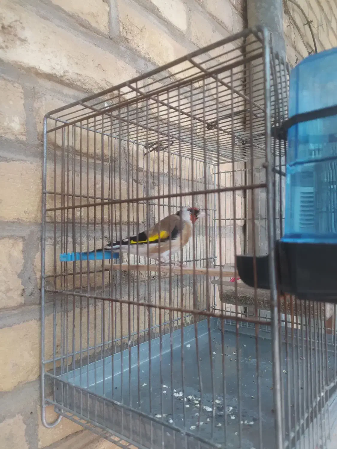 سیره|پرنده|اندیمشک, |دیوار