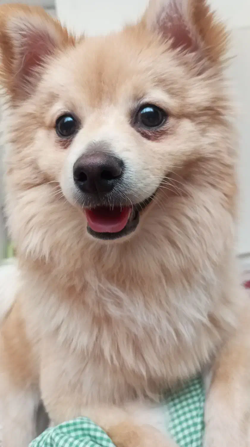 حیوان|سگ|قدس, شهرقدس|دیوار