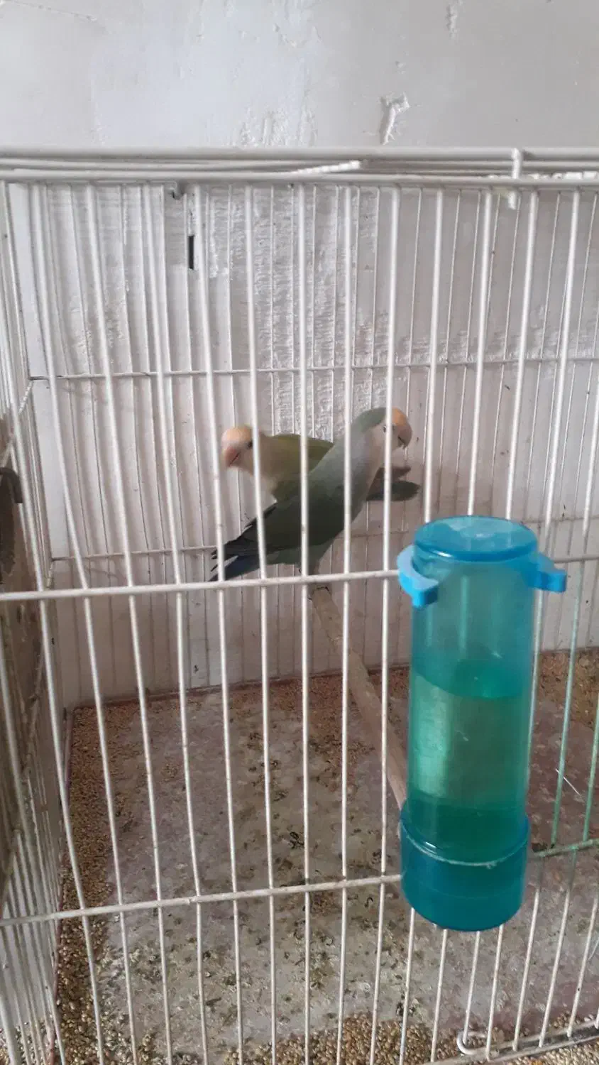 طوطی برزیلی|پرنده|زنجان, |دیوار