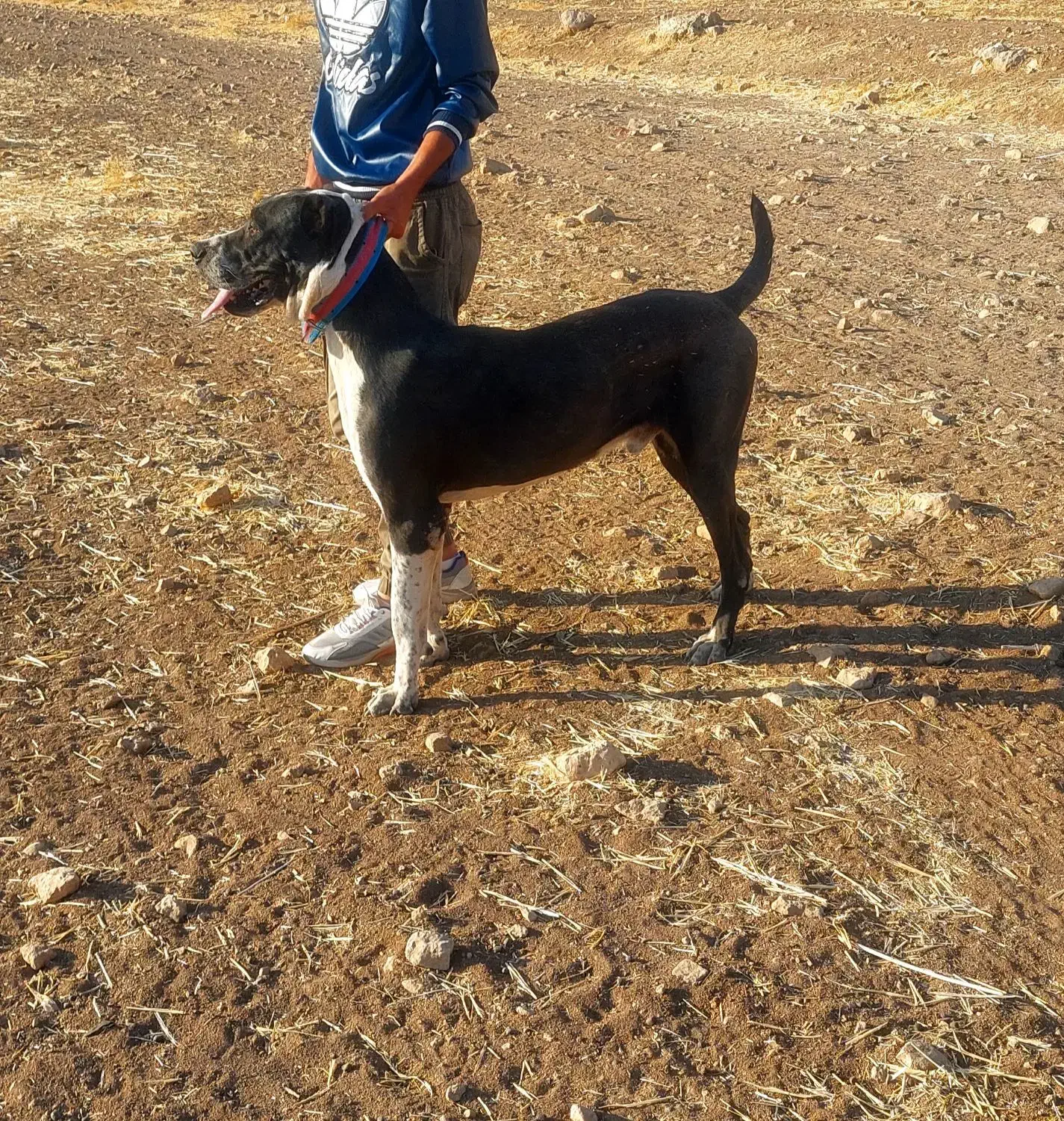 یک عددسگ آلابای یکساله معاوضه باسگ قدری جون|سگ|ایوان, |دیوار