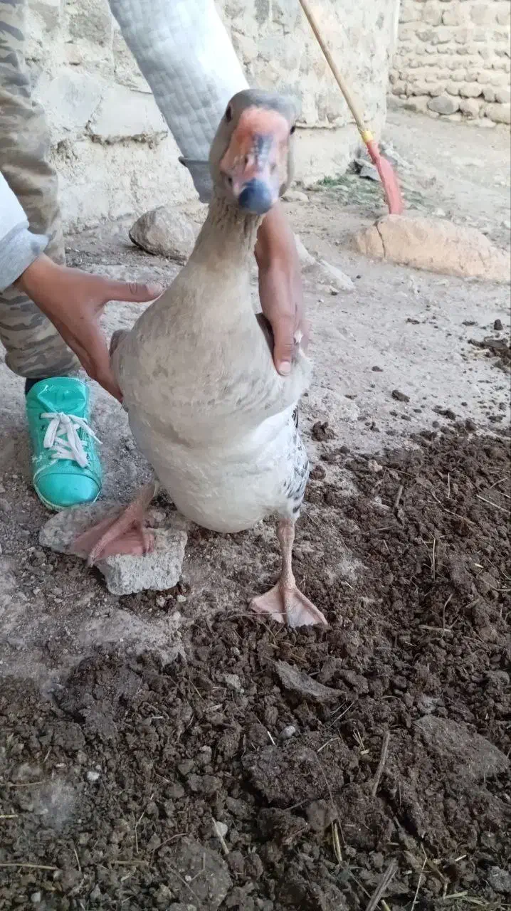 قو غاز نر|حیوانات مزرعه|اردبیل, |دیوار