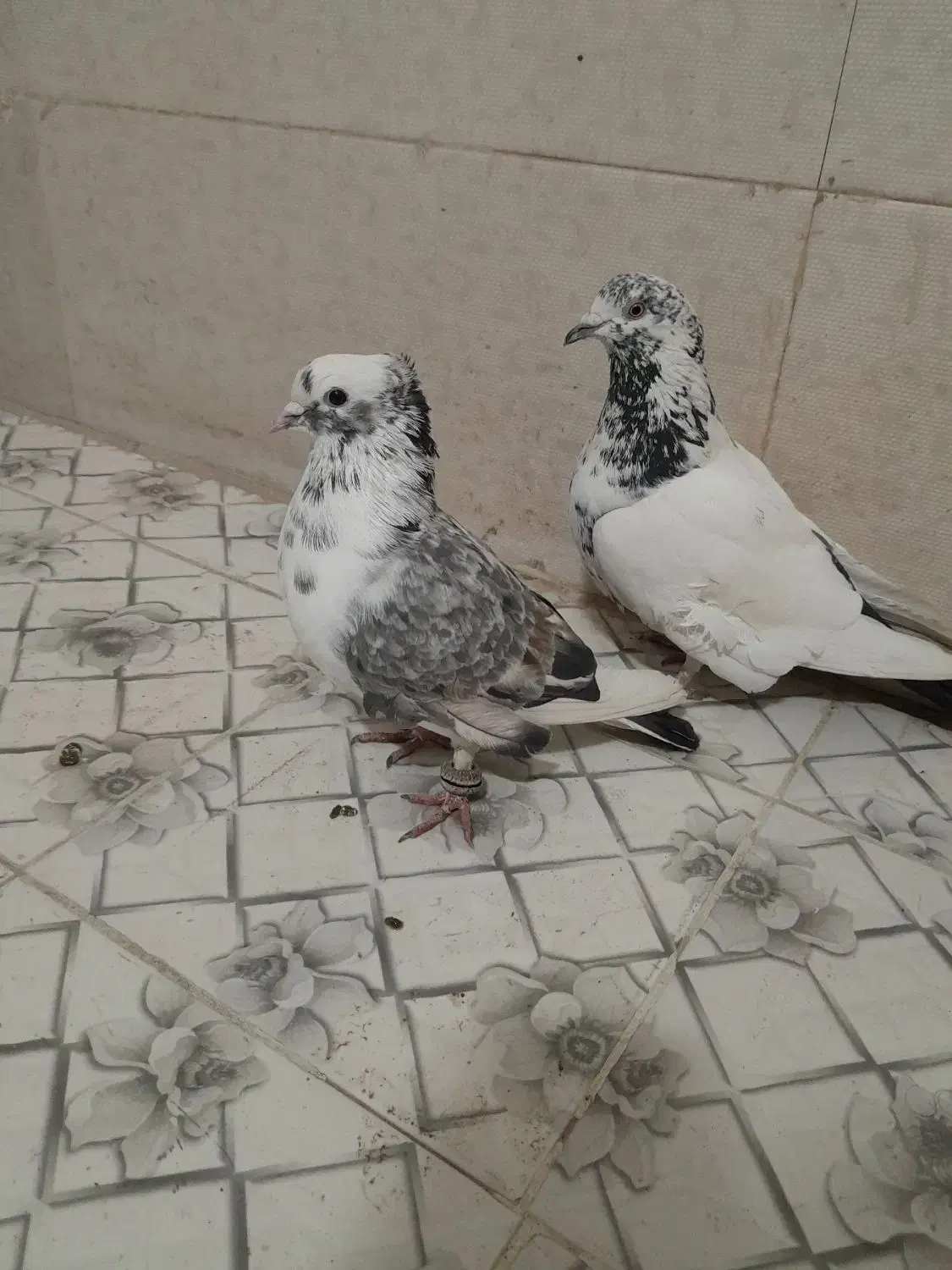 کبوتر|پرنده|مشهد, تبادکان|دیوار