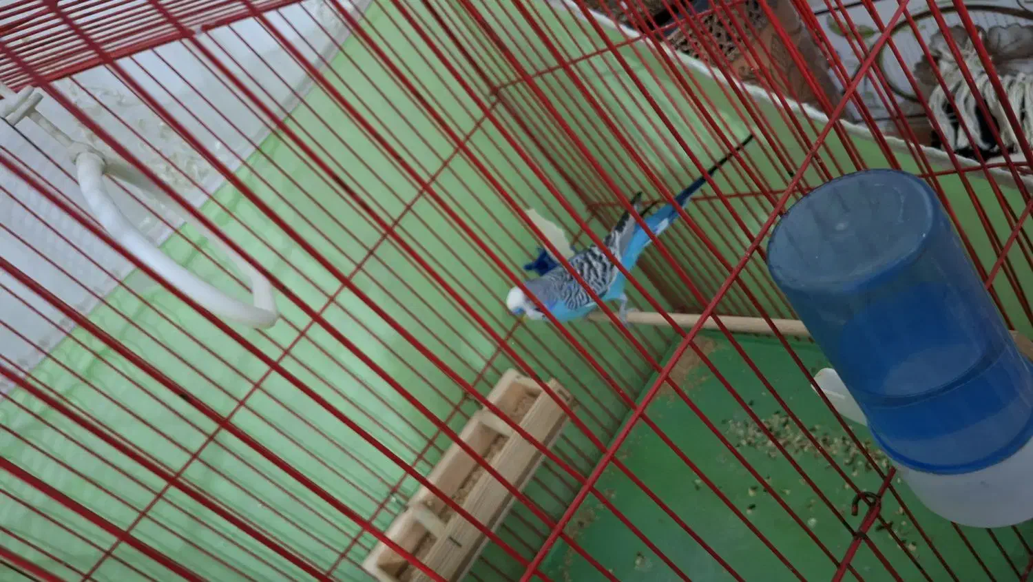 مرغ عشق|پرنده|مشکیندشت, |دیوار