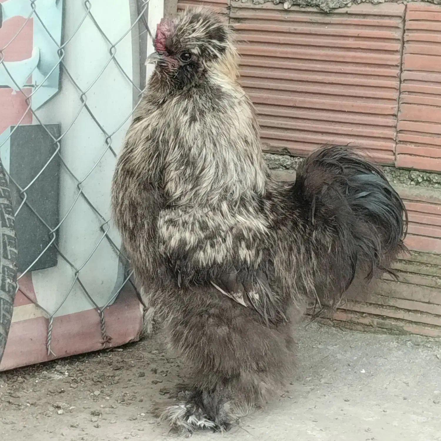 فروش مرغ و خروس ابریشمی|حیوانات مزرعه|آمل, |دیوار