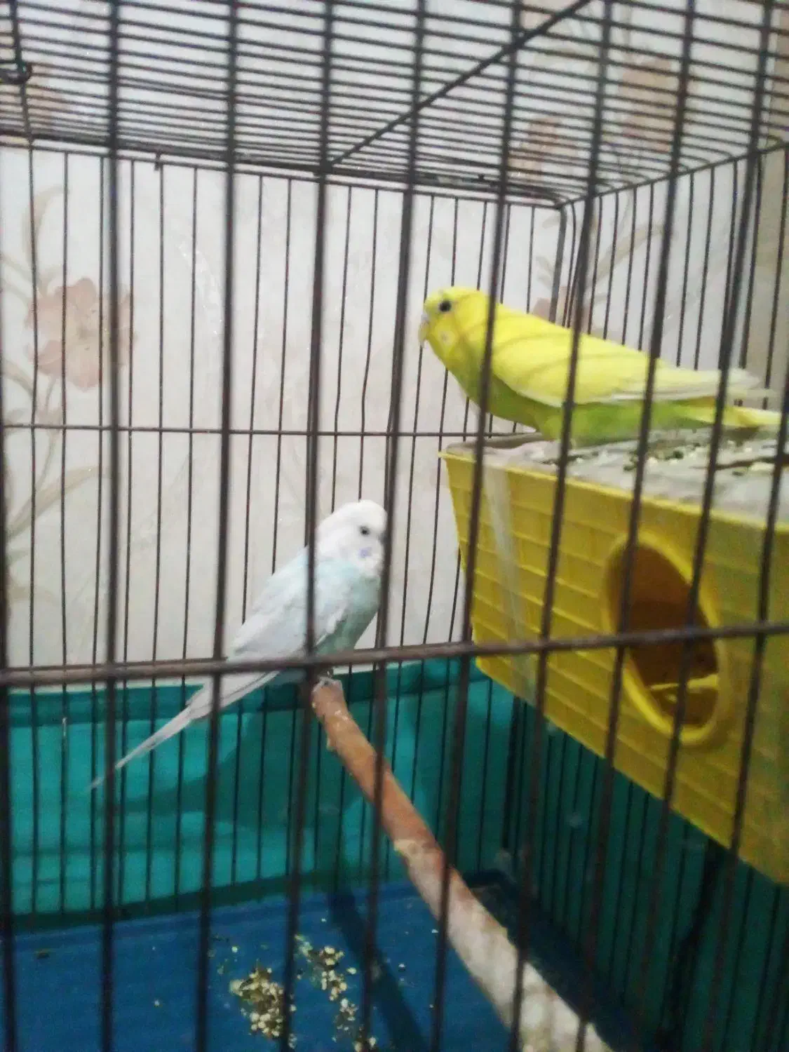 مرغ عشق نره ماده|پرنده|بهارستان, |دیوار