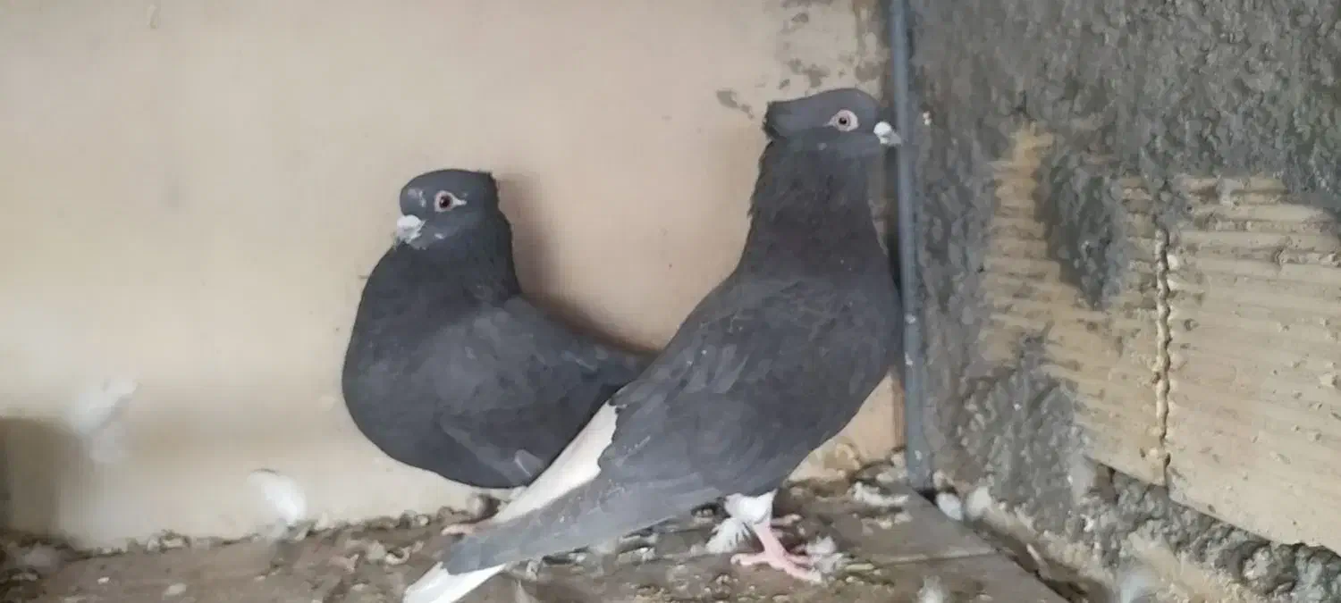 سیاه تخت دم سفید|پرنده|شاهین‌شهر, شهرک گلدیس|دیوار