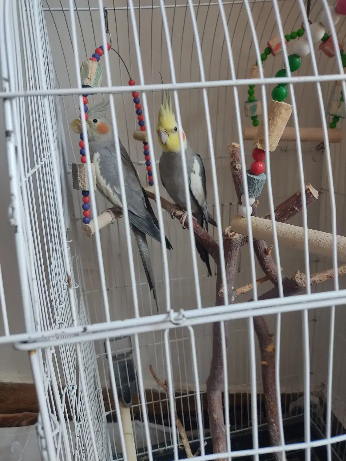 عروس هلندی|پرنده|مراغه, |دیوار