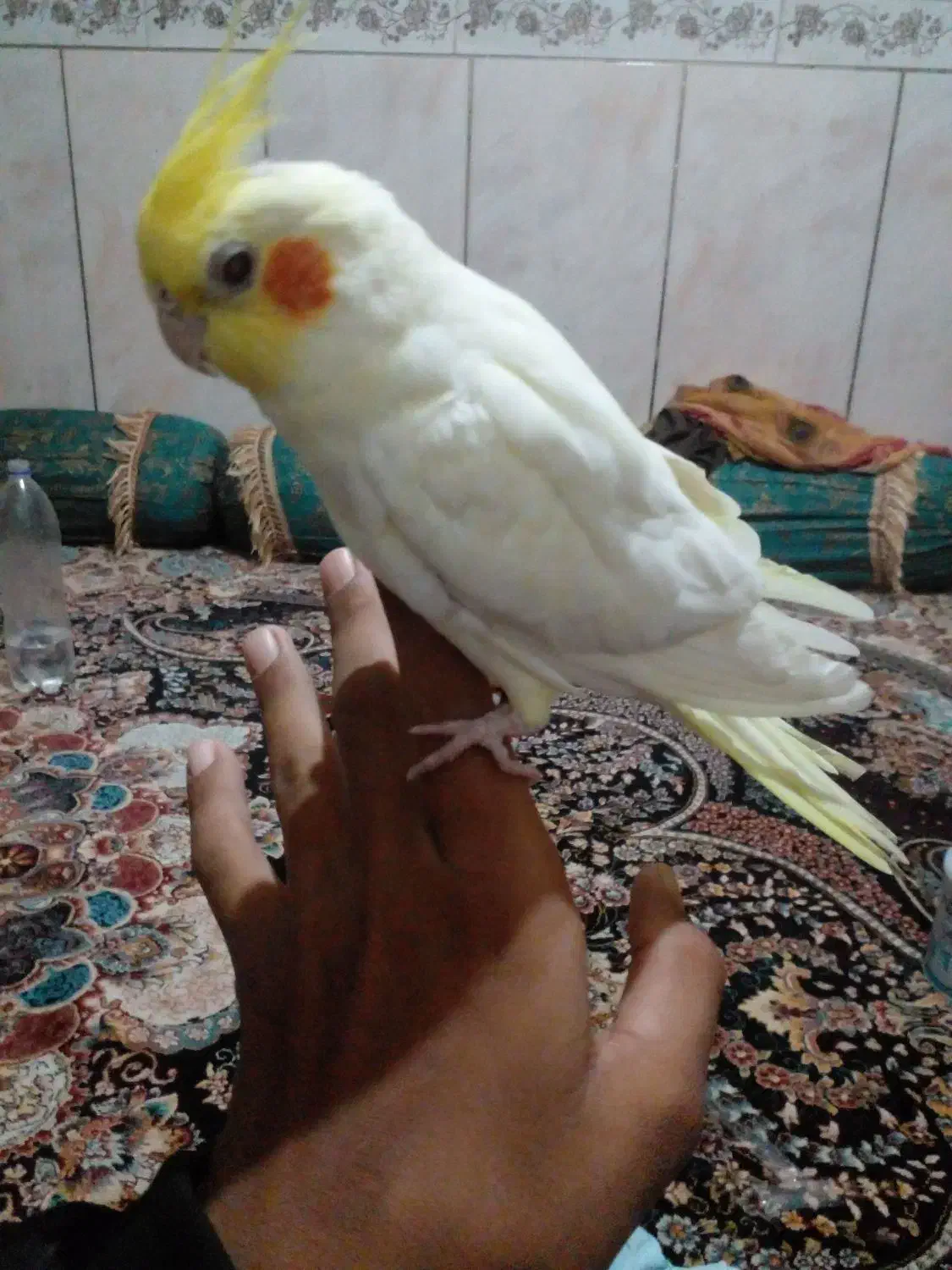 عروس دستی|پرنده|سراوان, |دیوار