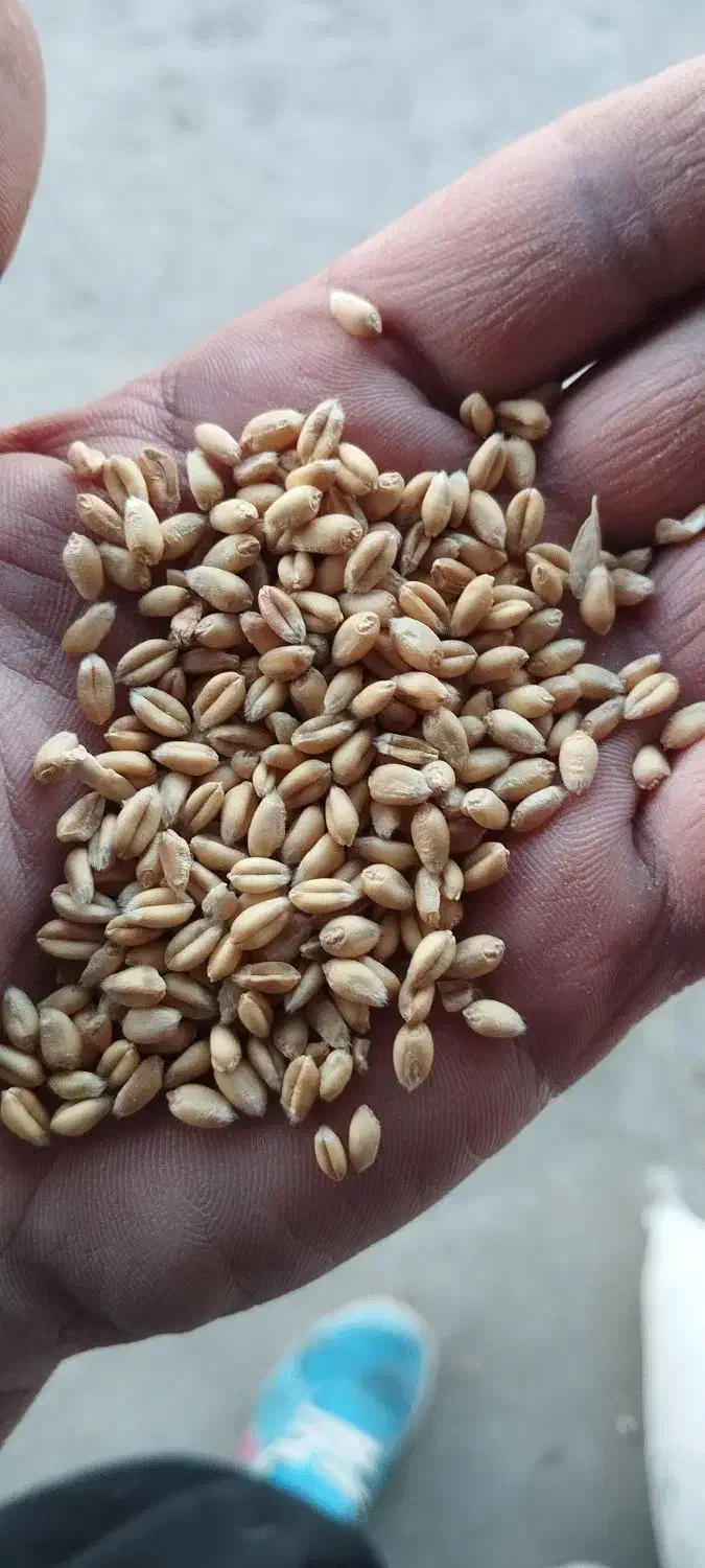 گندم پیشگام|خدمات باغبانی و درختکاری|دورود, |دیوار