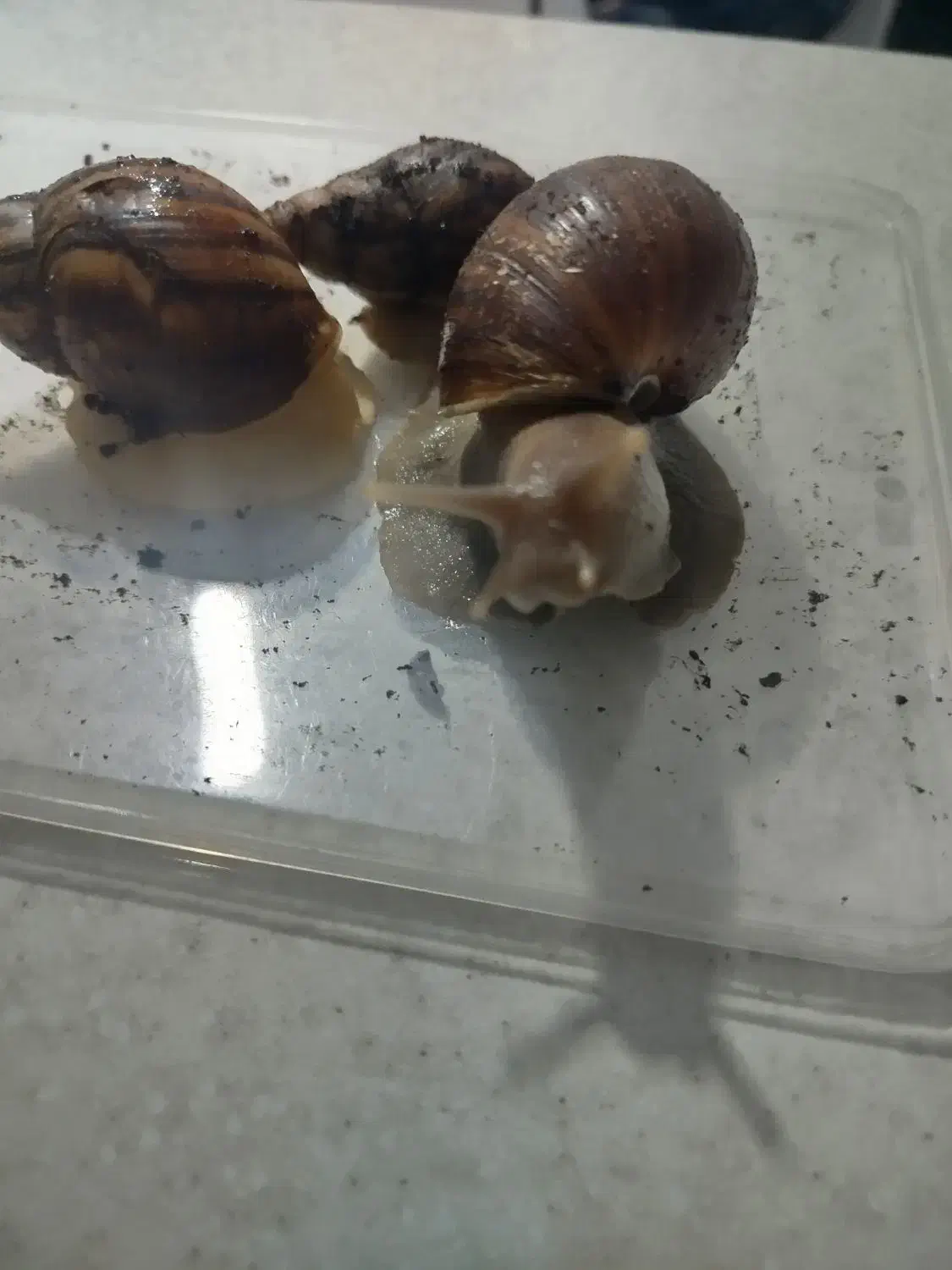 حلزون|حیوانات مزرعه|بندر امام خمینی, |دیوار