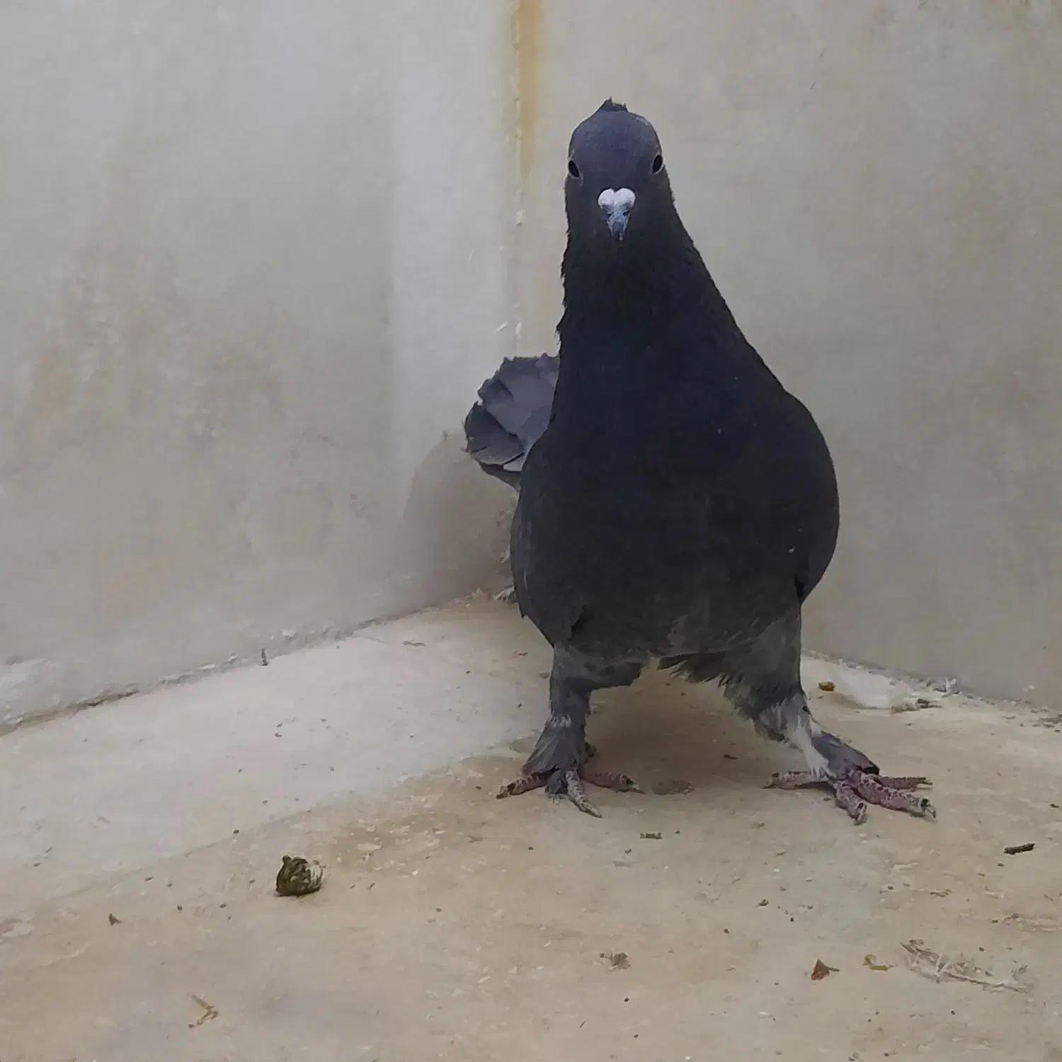 کفتر زاغ|پرنده|قم, باغ کرباسی|دیوار