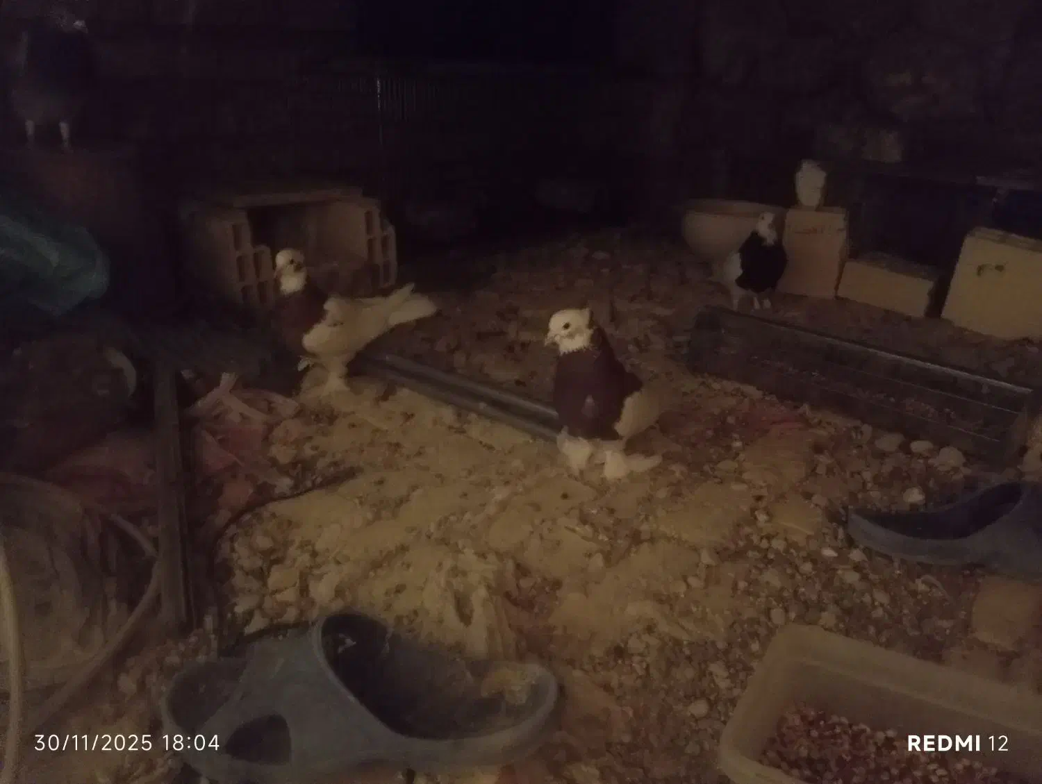 فروش کفتر عتیقه پلاکی بهبهانی|پرنده|سپیدان, |دیوار