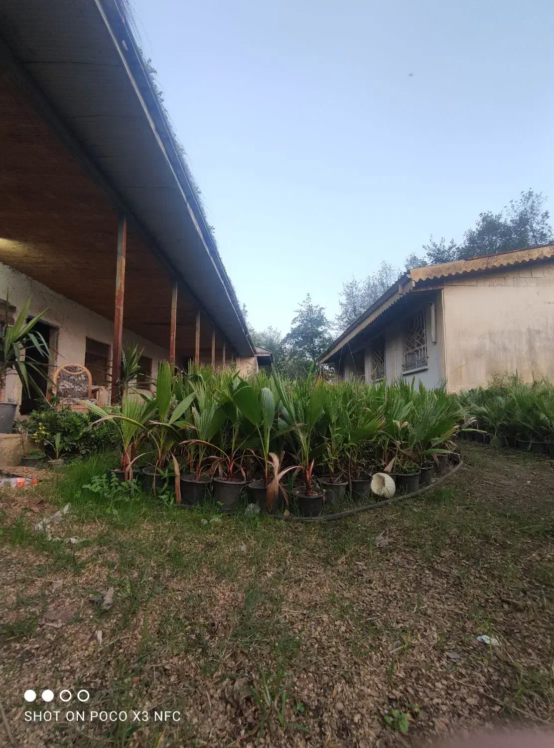 پایم ها سطح 4 موجود است|گل و گیاه طبیعی|رودبنه, |دیوار