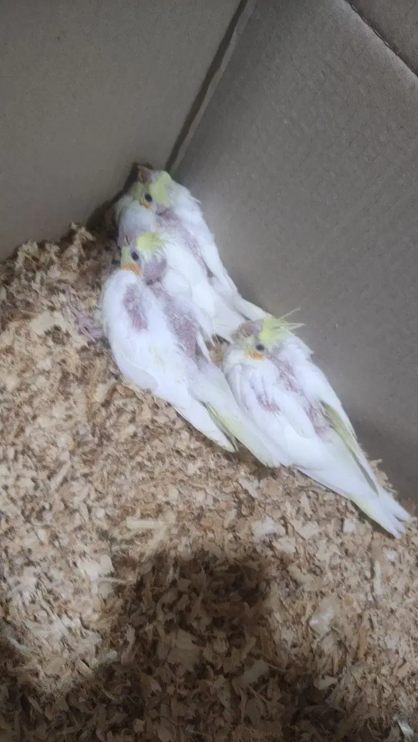 عروس هلندی لوتینو|پرنده|دزفول, |دیوار