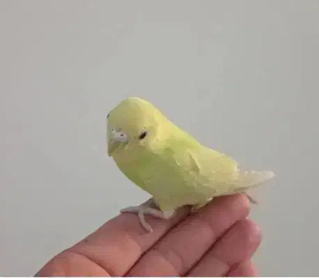 مرغ عشق سرامیکی|پرنده|ری, دیلمان|دیوار