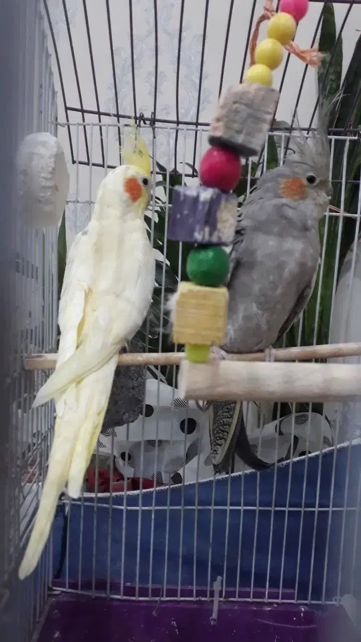 عروس هلندی مولد|پرنده|محمدشهر, محمدشهر|دیوار