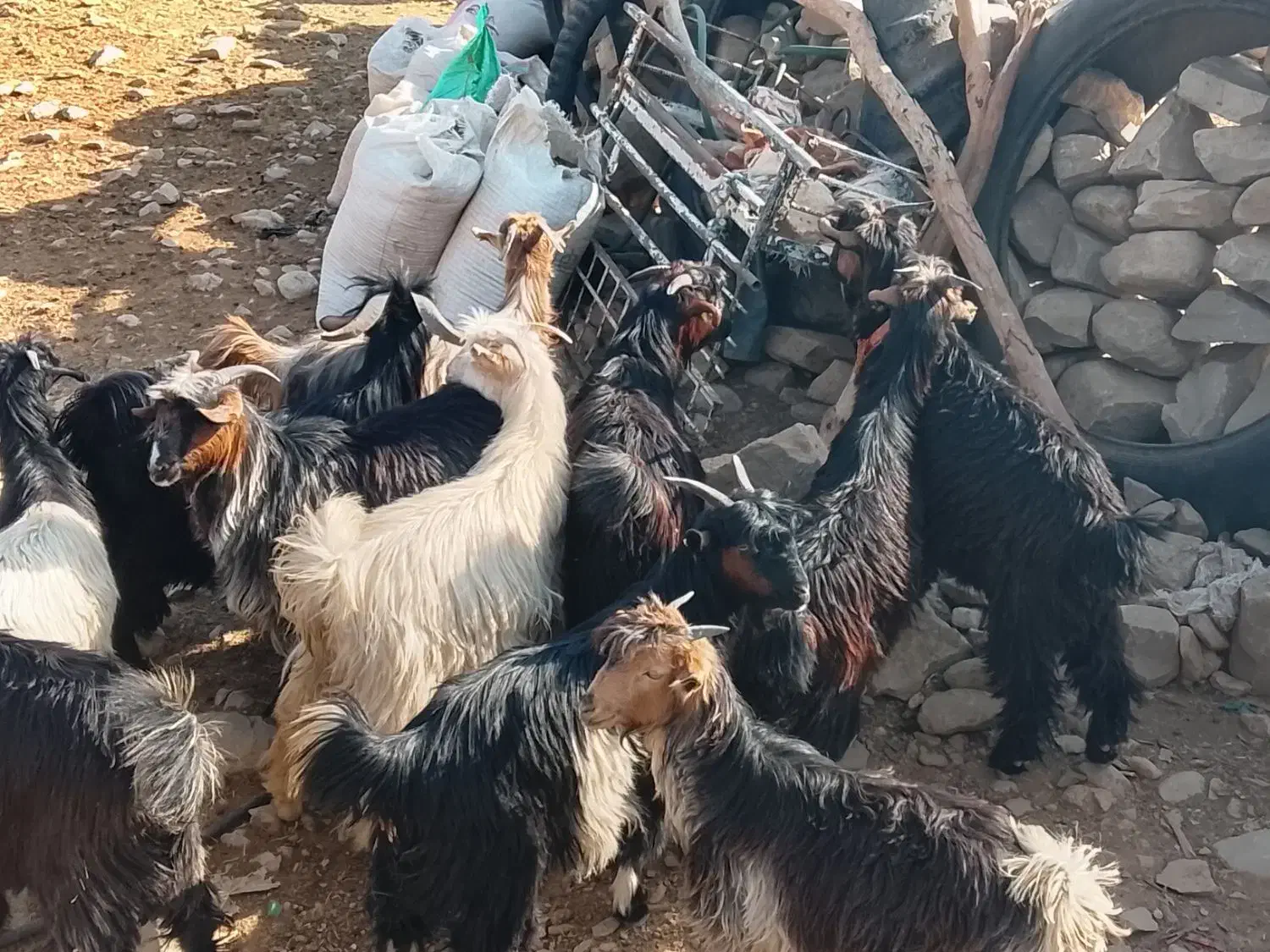 32راستیشتر روزگاریمعاملهبانیسانومیش|حیوانات مزرعه|ایذه, |دیوار