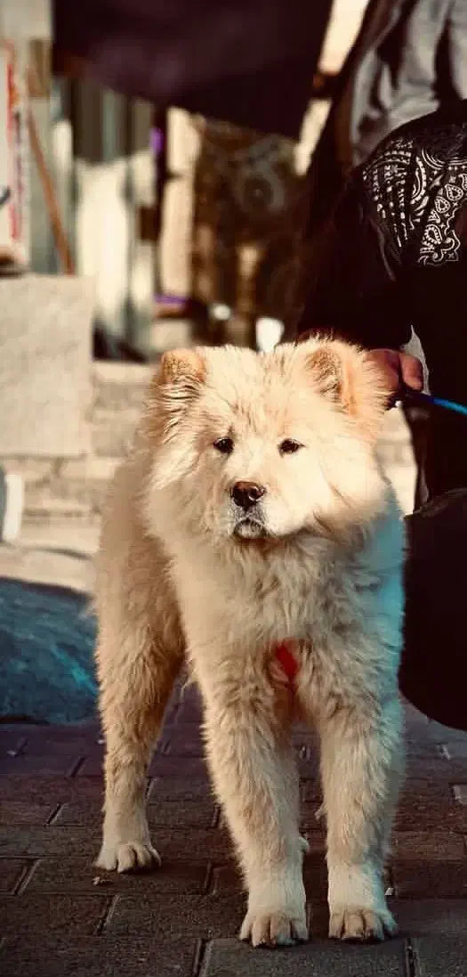 سگ چاو چاو|سگ|واجارگاه, |دیوار