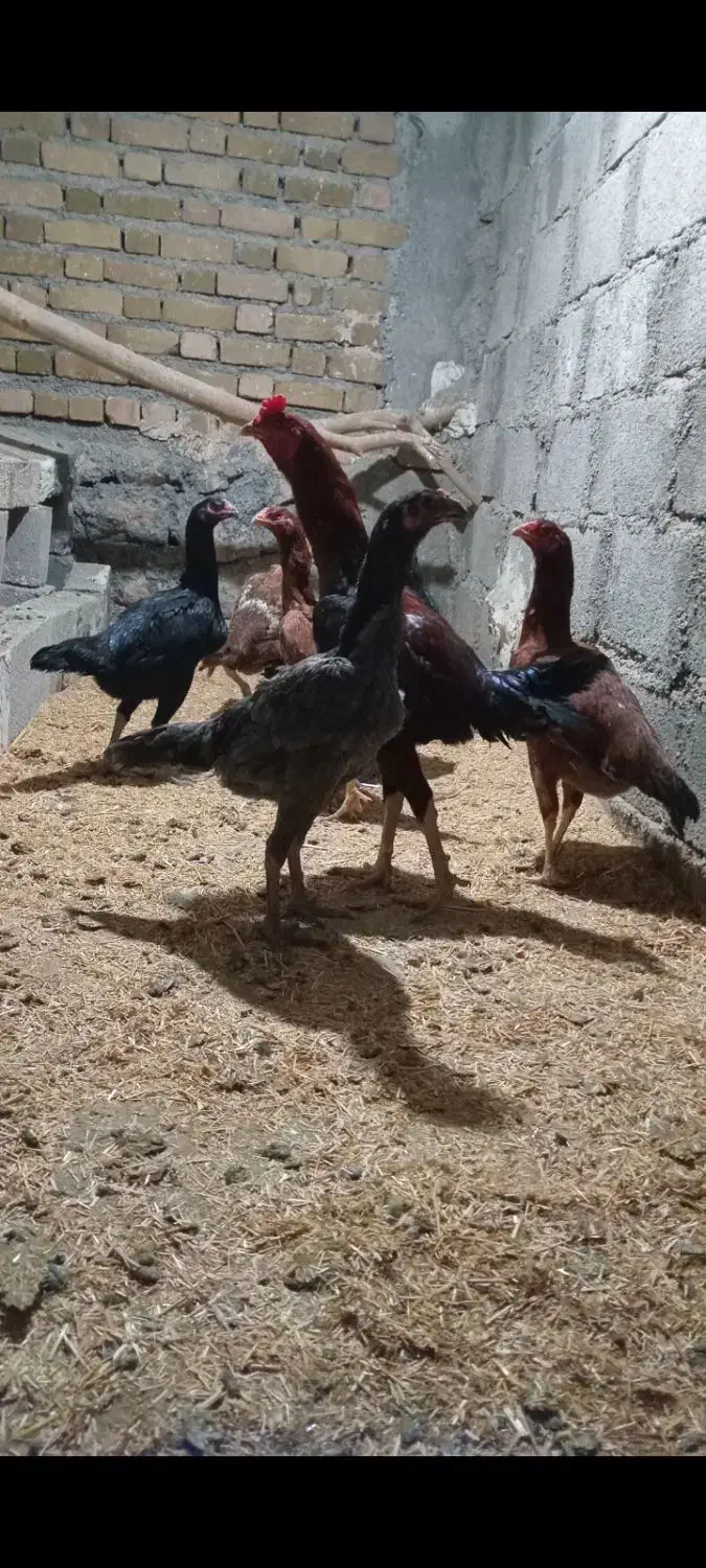 جوجه لاری|حیوانات مزرعه|دره شهر, |دیوار