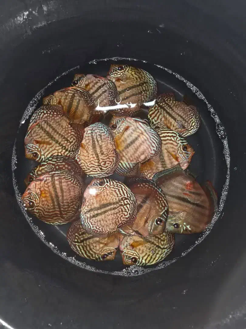 فروش دیسکس بالای ۶ اینچ دو انواع نژاد|ماهی|لوندویل, |دیوار