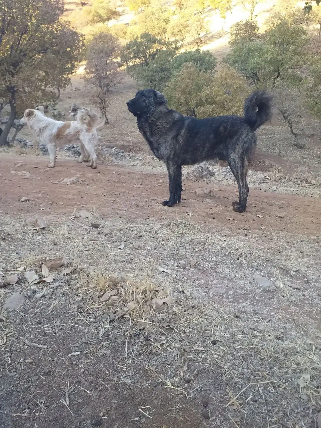 واگذاری سگ|سگ|اسلام‌‌آباد غرب, |دیوار