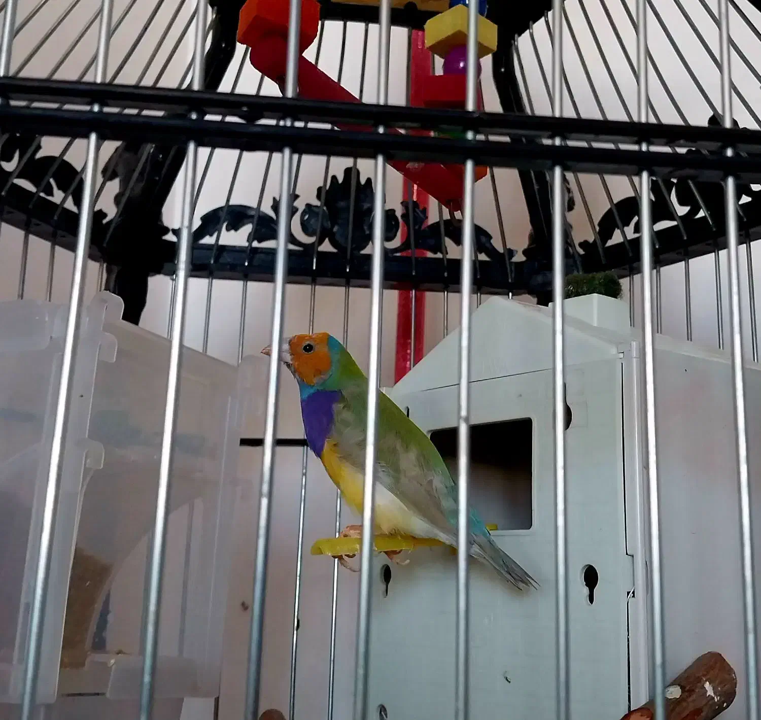 پرنده|پرنده|زنجان, |دیوار