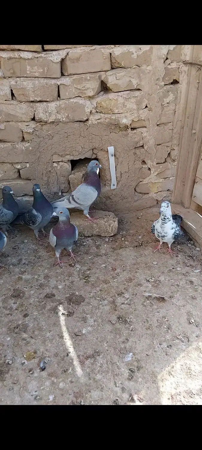 کفتر فروشی|پرنده|آبکوه, |دیوار