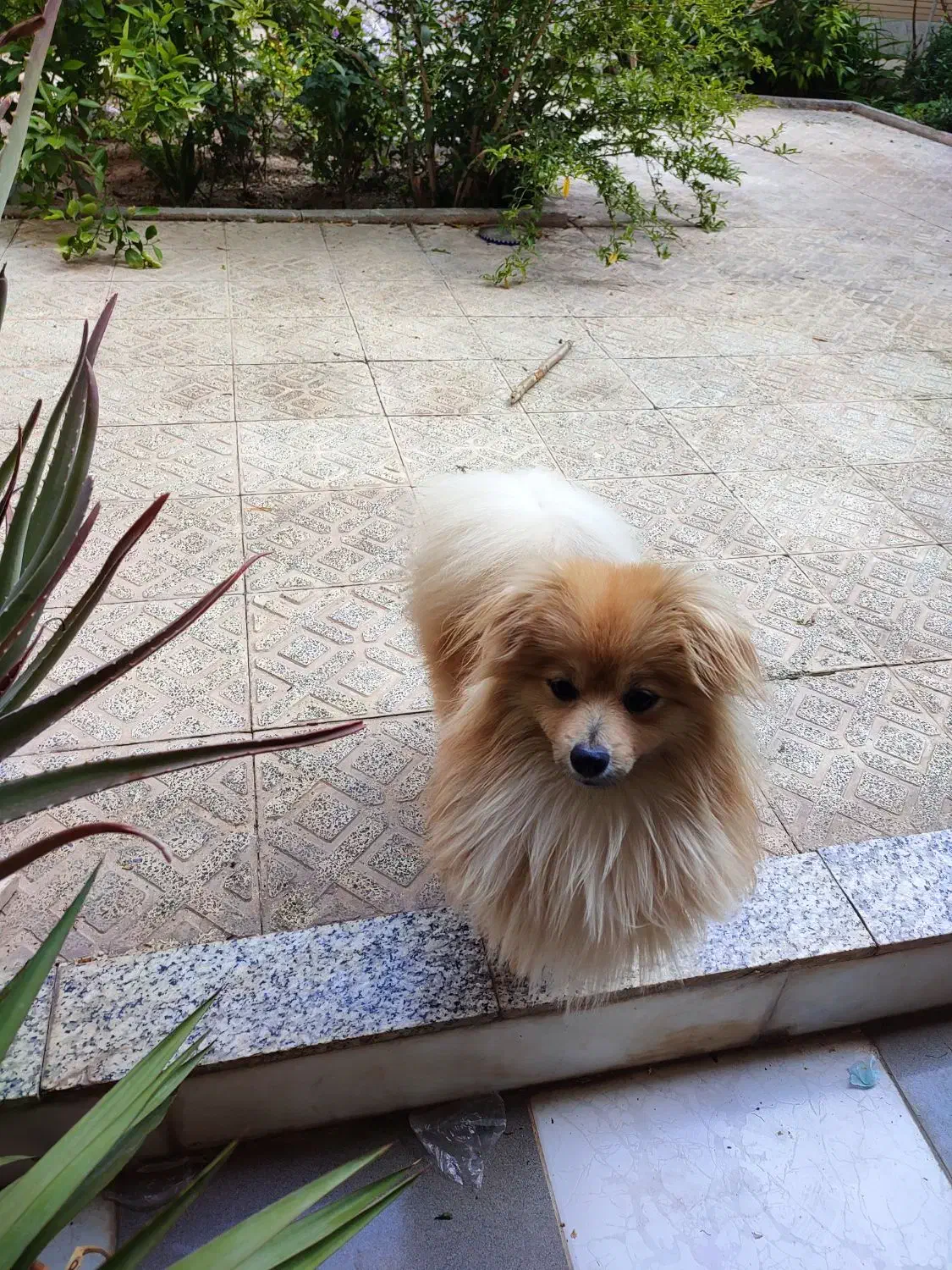 گمشده|حیوانات|اصفهان, کوی ولی عصر|دیوار