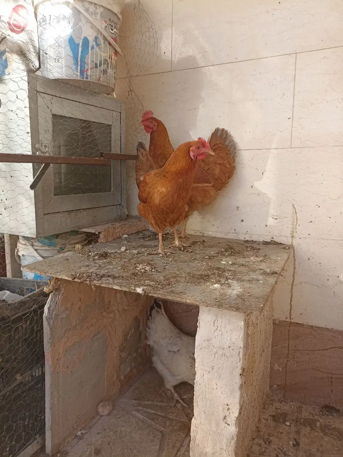 مرغ محلی تخم گذار|حیوانات مزرعه|سبزوار, زینبیه|دیوار