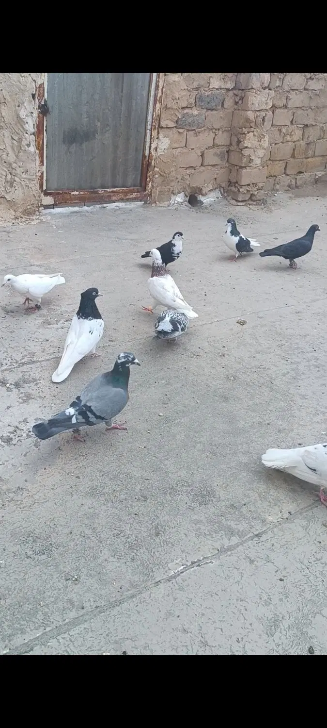 کفتر|پرنده|جلگه رخ, |دیوار