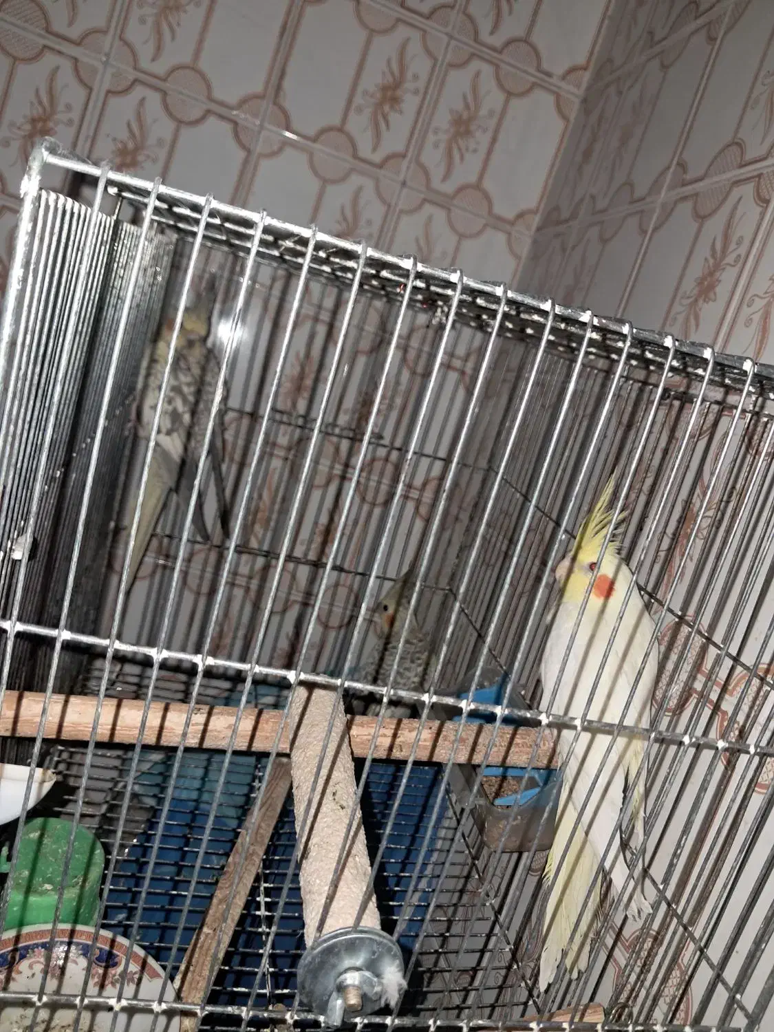 عروس هلندی|پرنده|سبزوار, جوادیه شرقی|دیوار