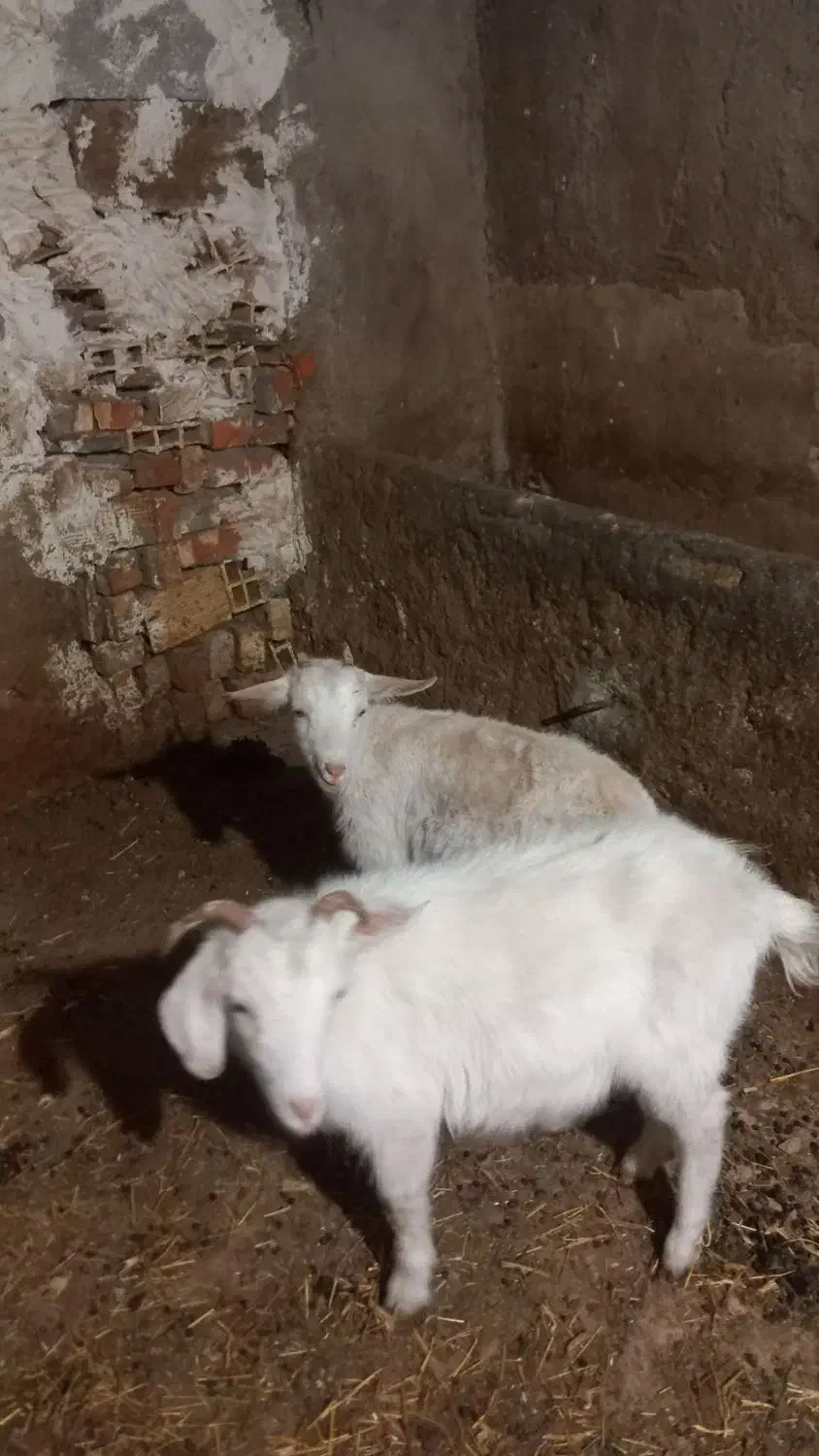 بزغاله  سانن|حیوانات مزرعه|باسمنج, |دیوار