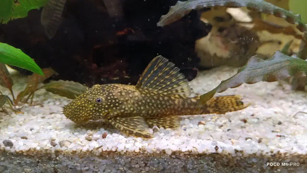 کت فیش و ماهی گوپی|ماهی|شیراز, تحویلی|دیوار