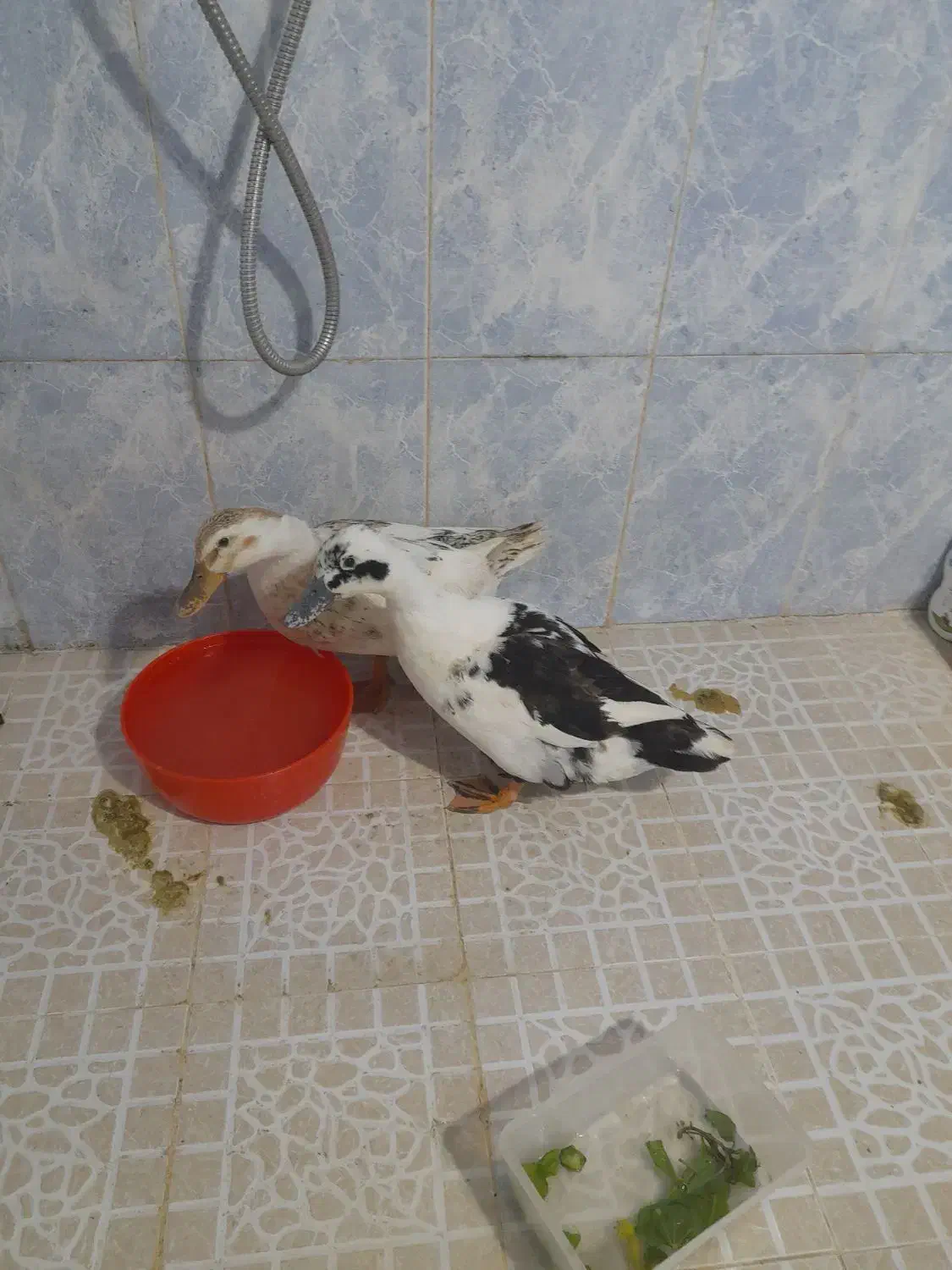 اردک|حیوانات مزرعه|شوشتر, |دیوار