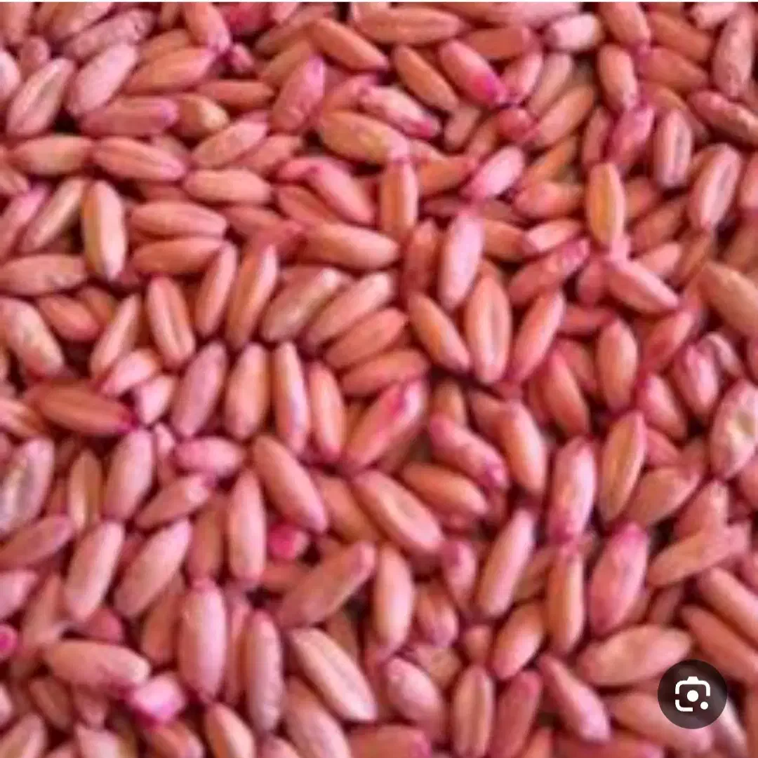 گندم بوجاری شده، سم زده|عمدهفروشی|دورود, |دیوار