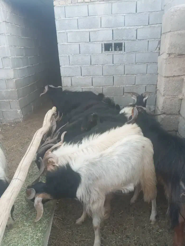 دوازده چوش نر با این شماره بگیرید|حیوانات مزرعه|نیریز, |دیوار