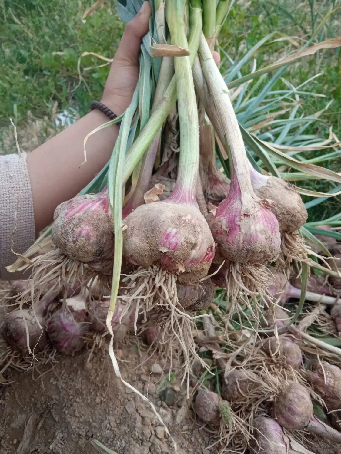 سیر محلی|خوردنی و آشامیدنی|کاکی, |دیوار