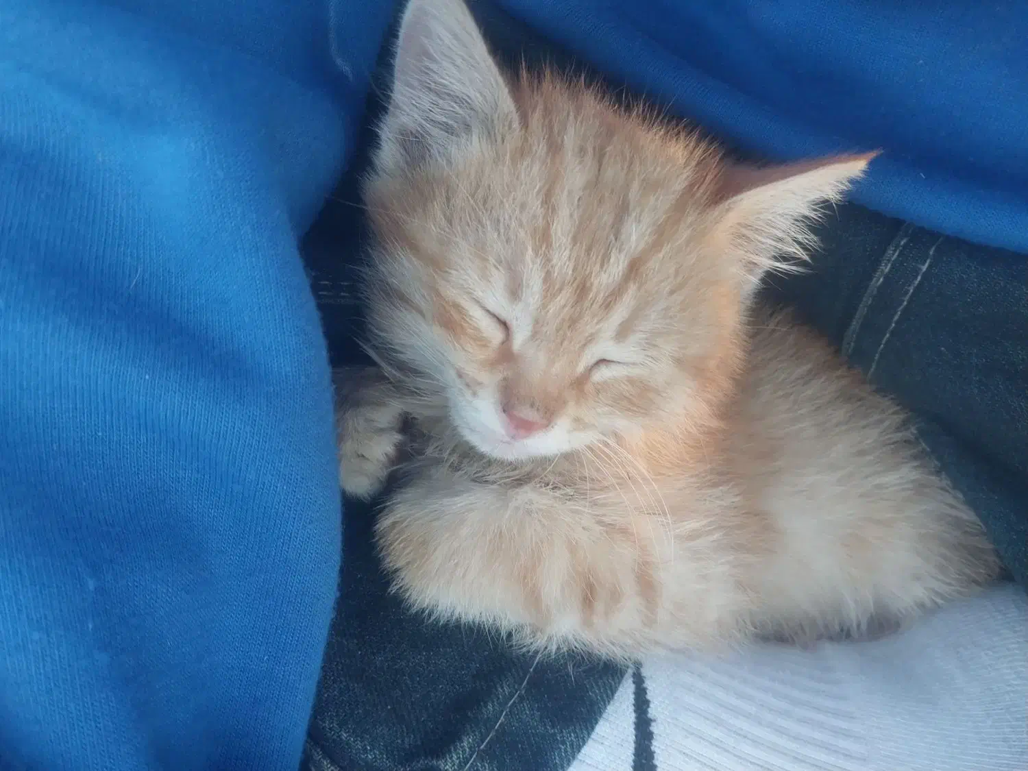 بچه گربه|گربه|خمینی‌شهر, |دیوار