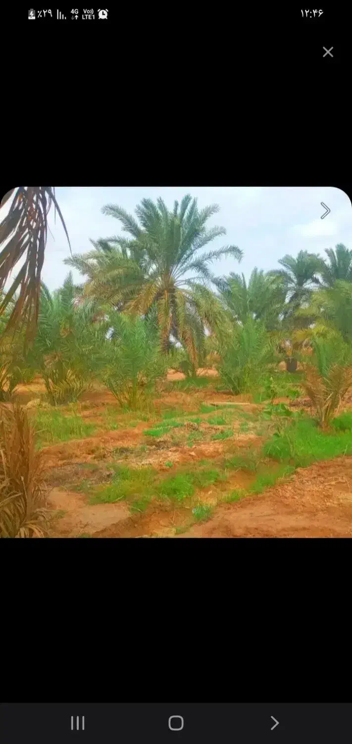 گصاص نخل مجانی|گل و گیاه طبیعی|چهاردانگه (تهران), |دیوار