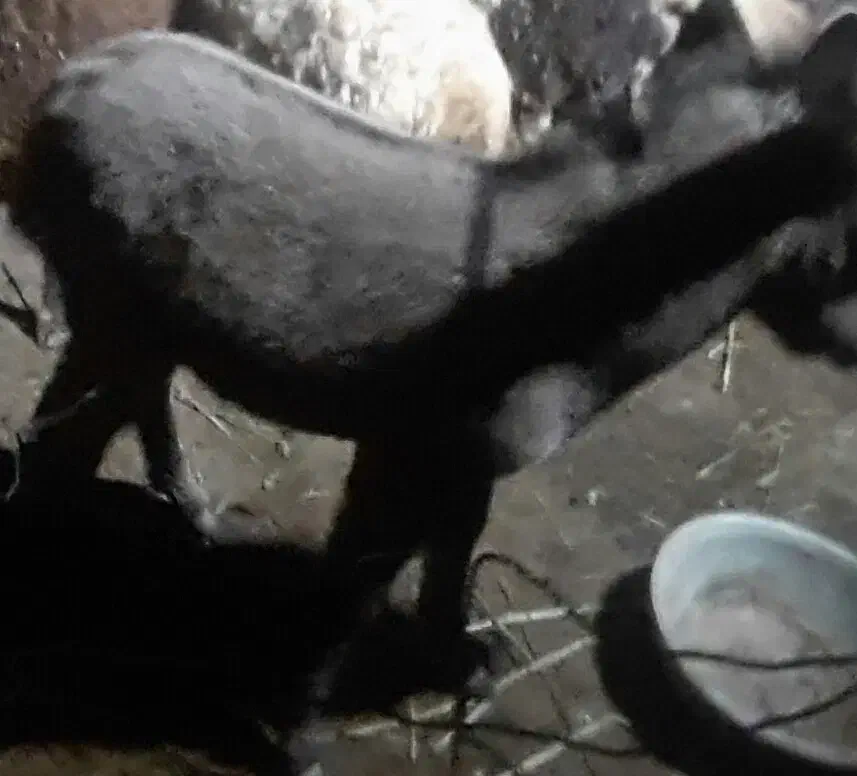 شیرالاغ|آرایشی، بهداشتی، درمانی|دشتابی, |دیوار