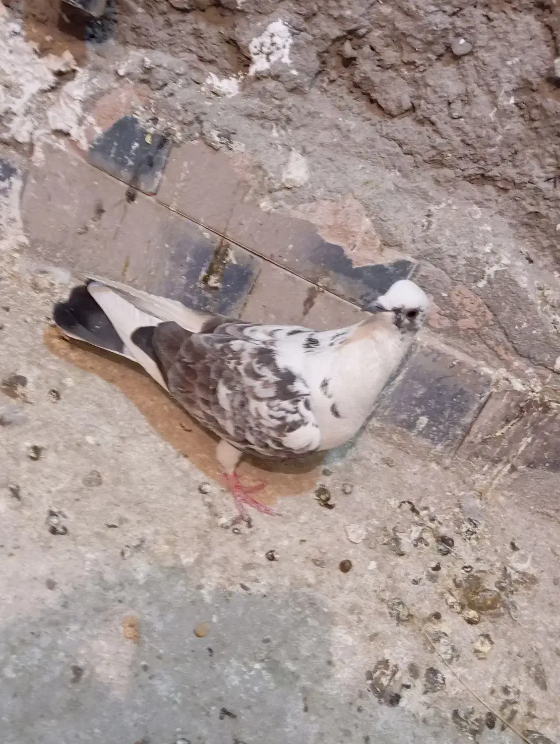 مجسمه کفتر|مجسمه، تندیس، ماکت|زابل, |دیوار