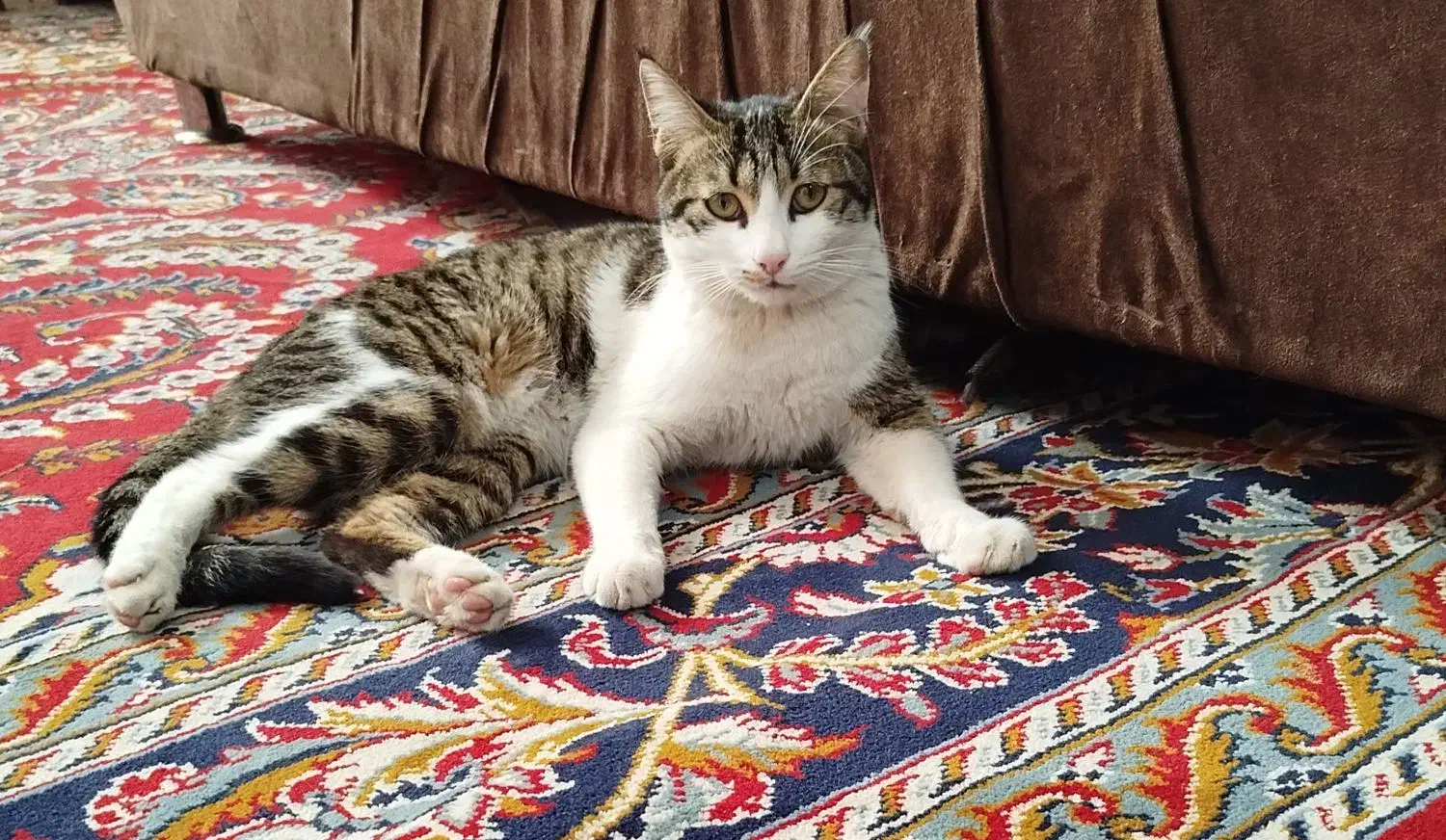 واگذاری گربه ی خانگی (رایگان)|گربه|بجنورد, |دیوار