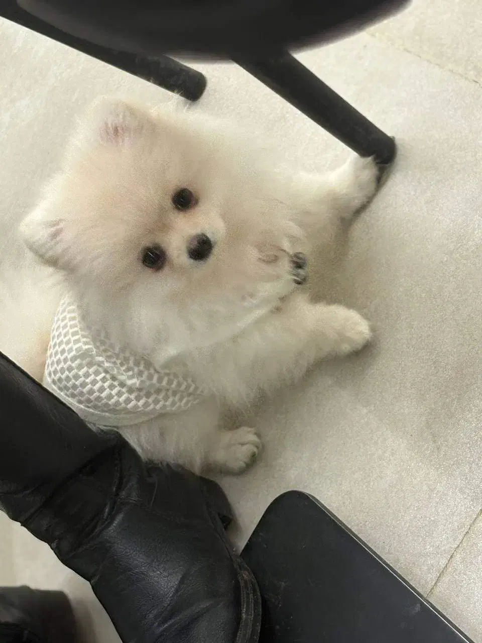 سگ پامرانین|سگ|رامسر, |دیوار