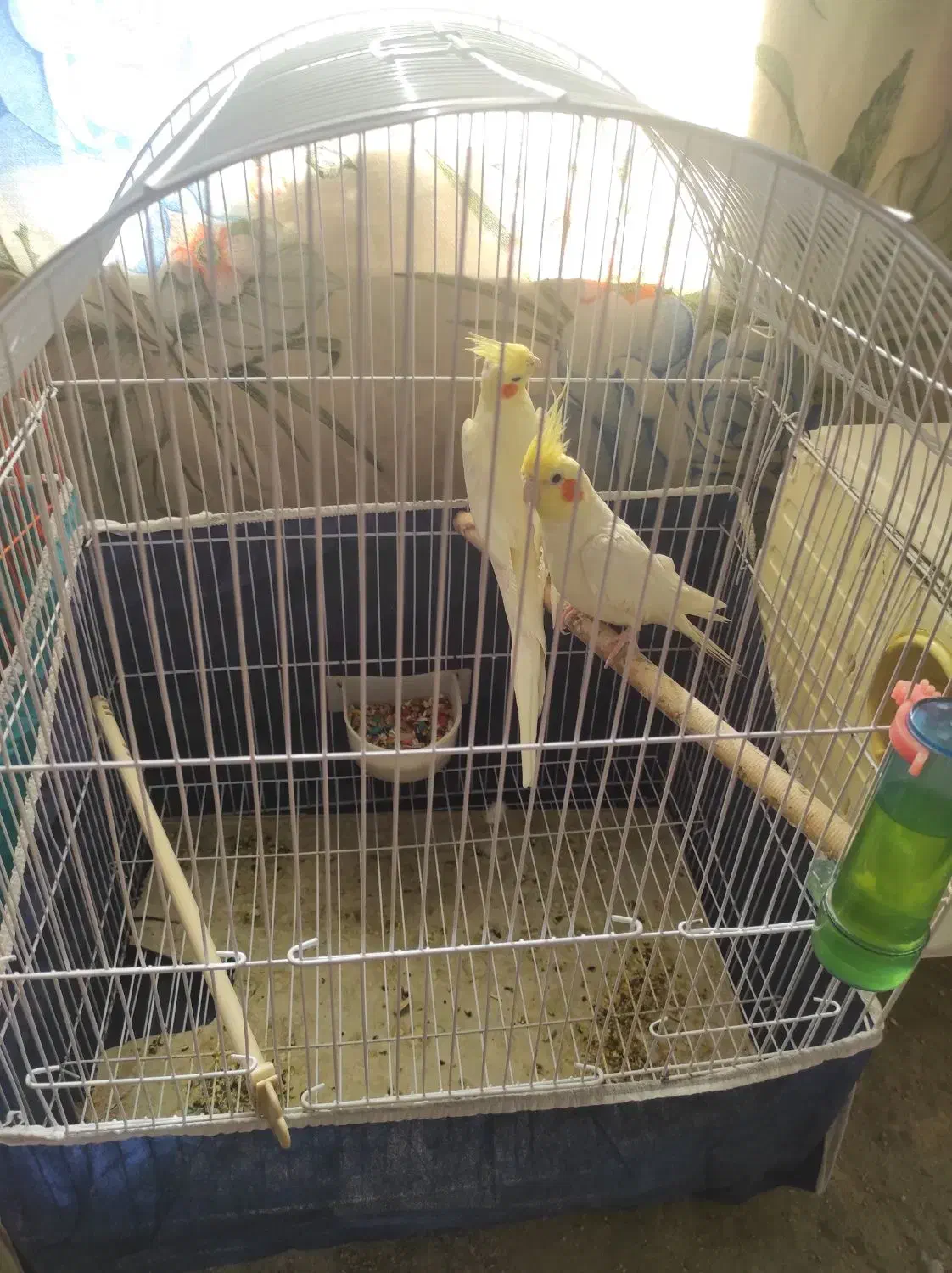 انواع عروس هلندی مولد دست آموز تکی جفتی|پرنده|نقده, |دیوار