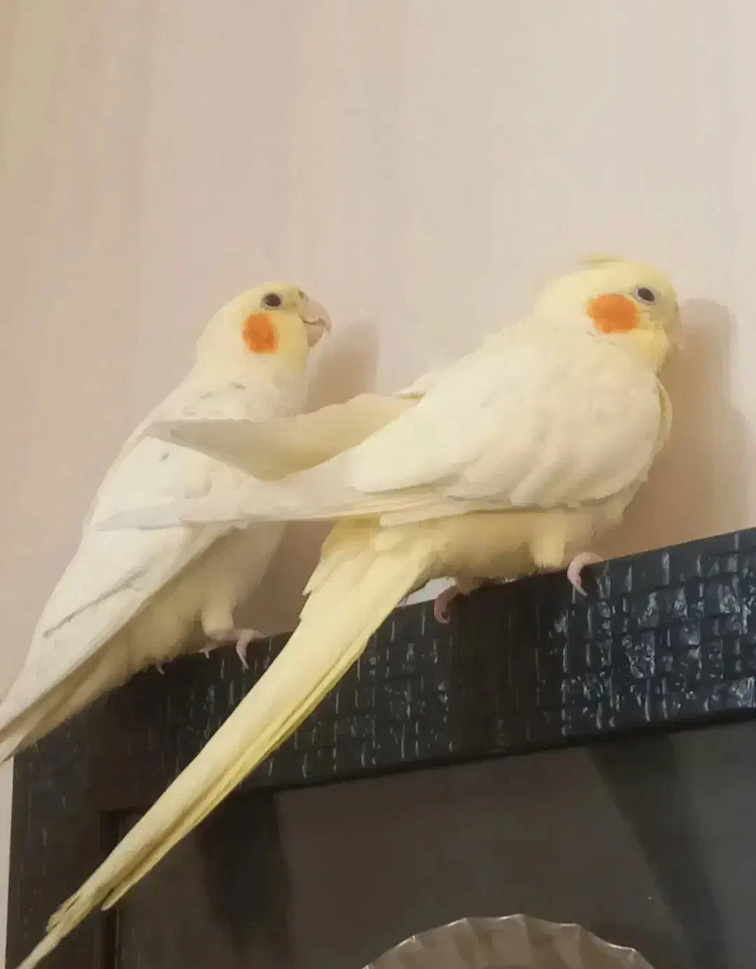 یک جفت عروس هلندی لوتینو سخنگو|پرنده|تهران, تولید دارو|دیوار