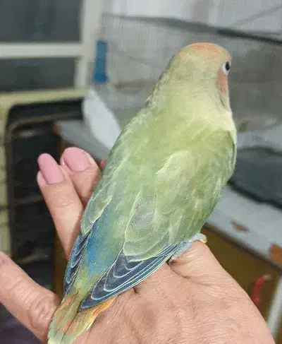 دوتا طوطی برزیلی اوپال ،اهلی|پرنده|ارومیه, |دیوار