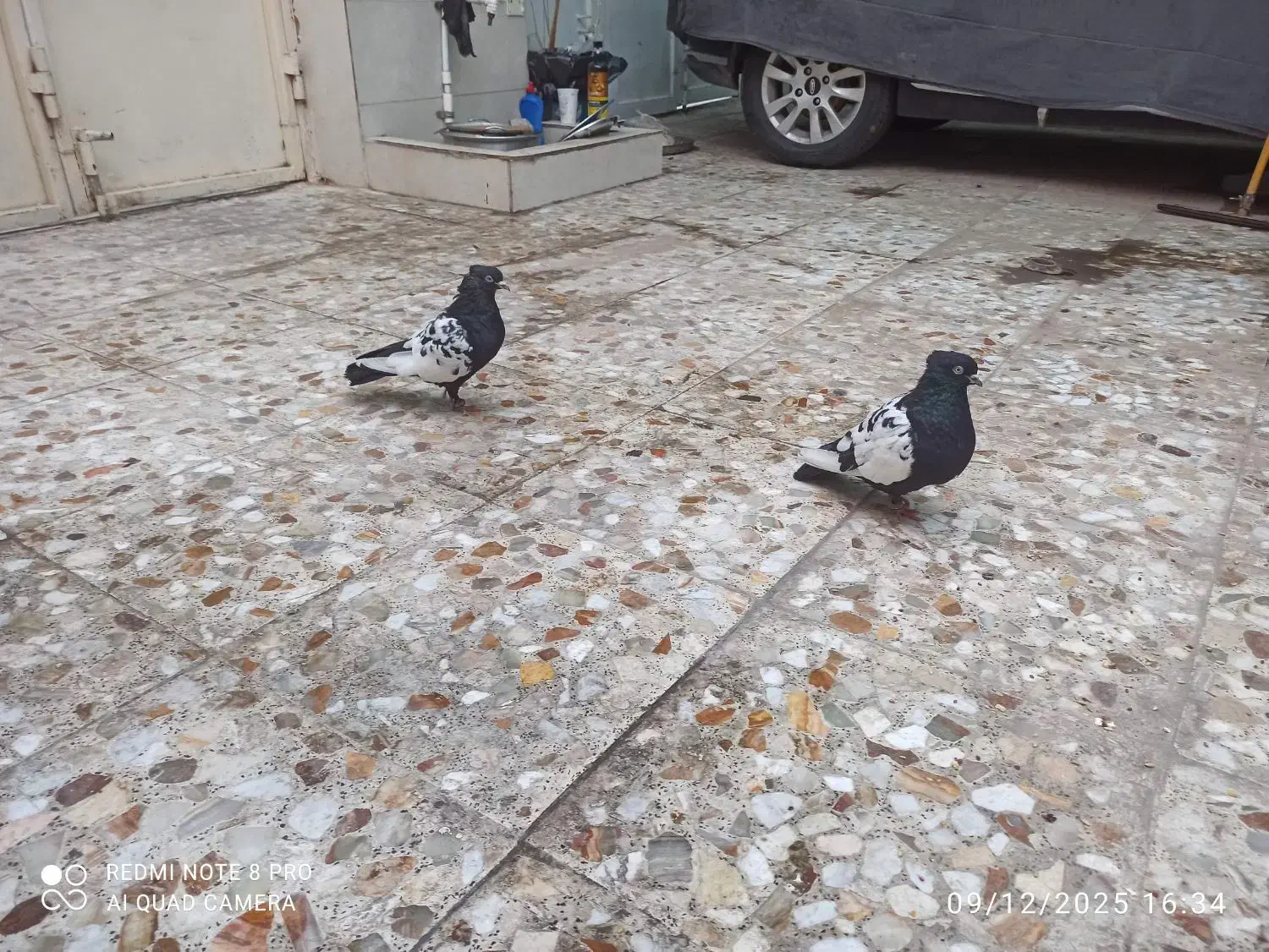 نر سینه سیاه و نر سفید دورگ|پرنده|اهواز, سپیدار|دیوار