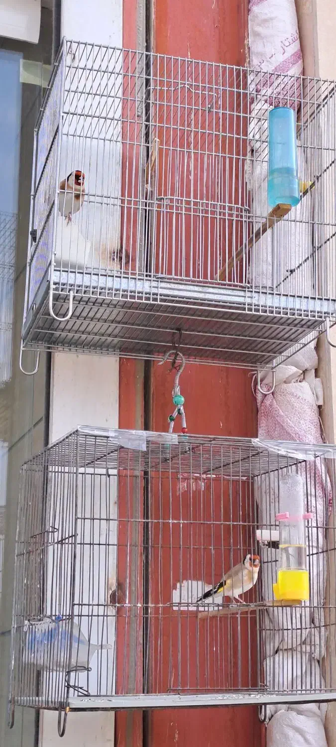 سهره جوجه سال|پرنده|نورآباد, |دیوار