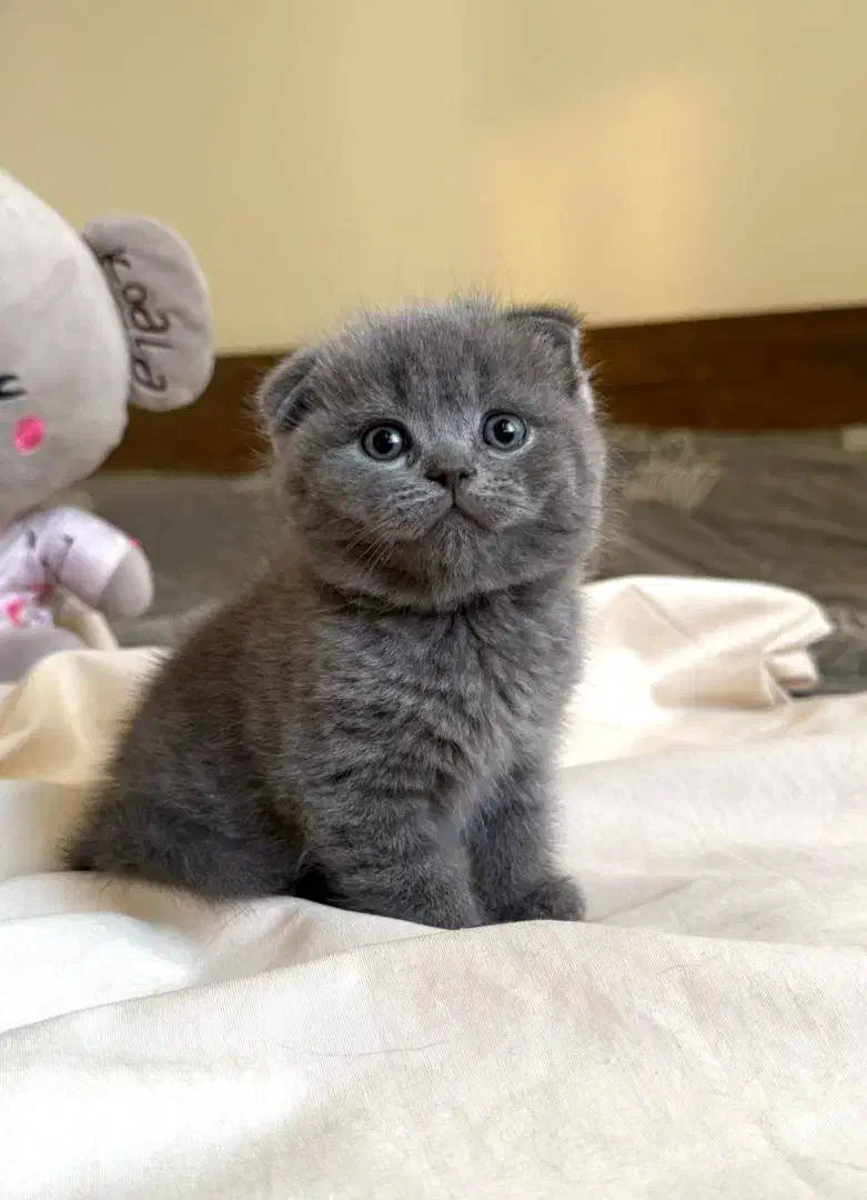 زیباترین و اصیل ترین گربه ها و باشجره|گربه|شیراز, نیایش|دیوار