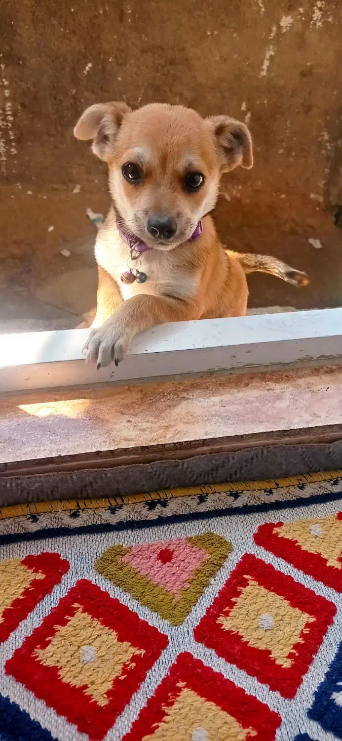 سگ پاکوتاه چیگل دورگه|سگ|گرگان, |دیوار